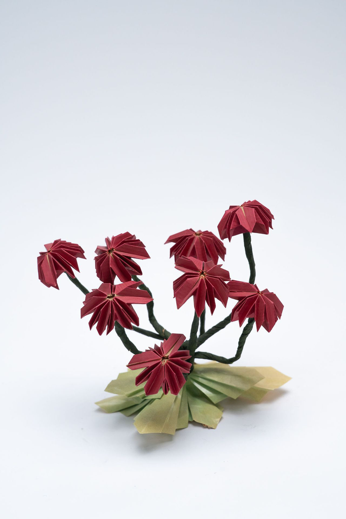 PlicoOrigami_2048-101.webp